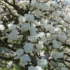 Beverboom (Magnolia Denudata) -Aanbiedingen Bloem Land Winkel magnoliadenudatav1