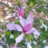 Beverboom (Magnolia 'Galaxy') -Aanbiedingen Bloem Land Winkel magnoliagalaxyvi 1