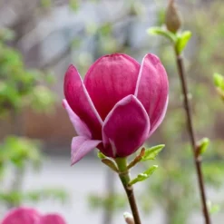 Beverboom (Magnolia 'Genie') -Aanbiedingen Bloem Land Winkel magnoliagenie01