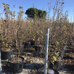 Beverboom (Magnolia 'Genie') -Aanbiedingen Bloem Land Winkel magnoliagenie02