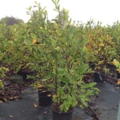 Beverboom (Magnolia Loebneri 'Leonard Messel') -Aanbiedingen Bloem Land Winkel magnolialeonardmessel02