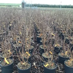 Beverboom (Magnolia Loebneri 'Leonard Messel') -Aanbiedingen Bloem Land Winkel magnolialeonardmessel03