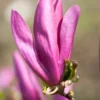 Magnolia Als Boom (Magnolia 'Susan') -Aanbiedingen Bloem Land Winkel magnoliasusanbloei 2