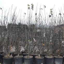 Beverboom, Struik (Magnolia Susan) -Aanbiedingen Bloem Land Winkel magnoliasusanwinter