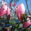 Beverboom (Magnolia 'Heaven Scent') -Aanbiedingen Bloem Land Winkel mahscent 9