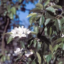 Sierappel (Malus 'John Downie') -Aanbiedingen Bloem Land Winkel majdowni 12