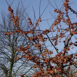 Sierappel (Malus 'Evereste') -Aanbiedingen Bloem Land Winkel malus evereste01