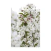 Sierappel Als Struik (Malus 'Evereste') 1 Sierappel Als Struik (Malus 'Evereste') -Aanbiedingen Bloem Land Winkel malus evereste02 2