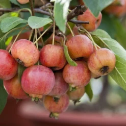 Sierappel Als Leiboom (Malus 'Evereste') -Aanbiedingen Bloem Land Winkel malus evereste03 2