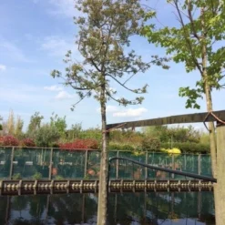 Sierappel (Malus 'Evereste') -Aanbiedingen Bloem Land Winkel malus evereste 2025cm