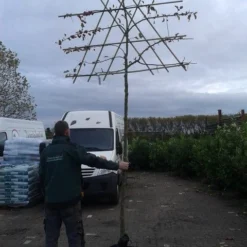 Sierappel Als Leiboom (Malus 'Evereste') -Aanbiedingen Bloem Land Winkel malus evereste lei