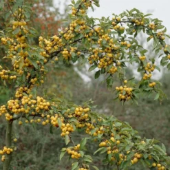Sierappel Als Leiboom (Malus 'Golden Hornet') -Aanbiedingen Bloem Land Winkel malus golden hornet01 1