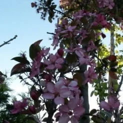 Sierappel (Malus 'Liset') -Aanbiedingen Bloem Land Winkel malus liset