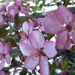 Sierappel (Malus 'Rudolf') -Aanbiedingen Bloem Land Winkel malus liset 2 1