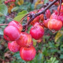 Sierappel (Malus 'Red Sentinel') -Aanbiedingen Bloem Land Winkel malus red sentinel