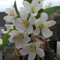 Aanbiedingen Bloem Land Winkel -Aanbiedingen Bloem Land Winkel malus red sentinel 1