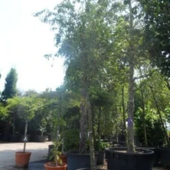 Sierappel (Malus 'Red Sentinel') -Aanbiedingen Bloem Land Winkel malus red sentinel 25 30ho c500