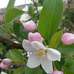 Sierappel (Malus 'Red Sentinel') -Aanbiedingen Bloem Land Winkel malus red sentinel 2