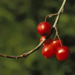 Sierappel (Malus 'Red Sentinel') -Aanbiedingen Bloem Land Winkel marsenti 17