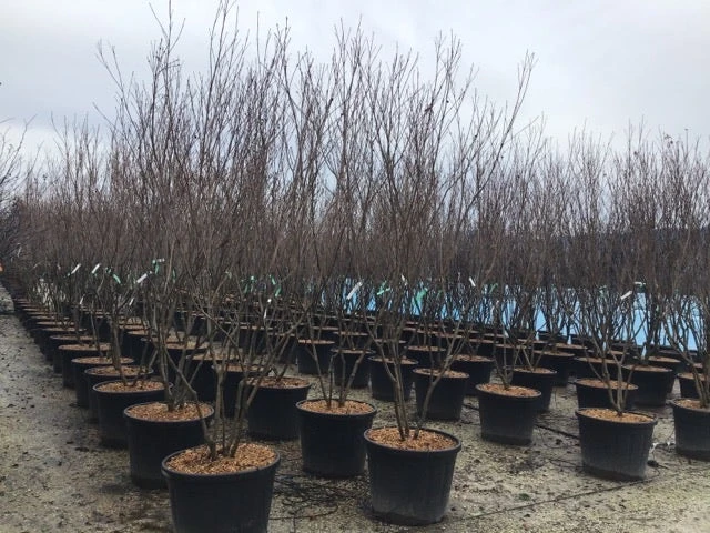 Meerstammige Kornoelje (Cornus Kousa 'Milky Way') 4 Meerstammige Kornoelje (Cornus Kousa 'Milky Way') - Afbeelding 2