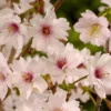 Japanse Sierkers (Prunus Incisa ‘Mikinori’) -Aanbiedingen Bloem Land Winkel mikinori