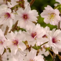 Japanse Sierkers (Prunus Incisa ‘Mikinori’)