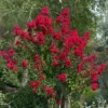Lagerstroemia (Lagerstroemia Indica 'Dynamite') -Aanbiedingen Bloem Land Winkel moja09547