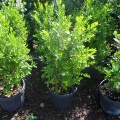 Dwergmirte (Myrtus Communis 'Tarentina') -Aanbiedingen Bloem Land Winkel myrtus communis c10