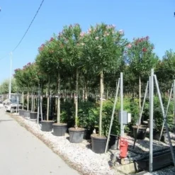 Oleander Als Boom (Nerium Oleander) -Aanbiedingen Bloem Land Winkel nerium