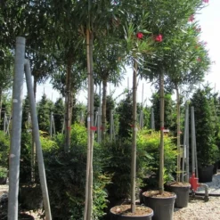 Oleander Als Boom (Nerium Oleander) -Aanbiedingen Bloem Land Winkel nerium 10 12