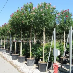 Oleander Als Boom (Nerium Oleander) -Aanbiedingen Bloem Land Winkel nerium 10 12 2