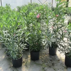 Roze Oleander (Nerium Oleander) -Aanbiedingen Bloem Land Winkel nerium 60 80