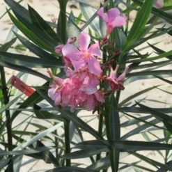 Roze Oleander (Nerium Oleander) -Aanbiedingen Bloem Land Winkel nerium roze