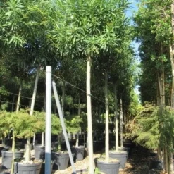 Oleander Als Boom (Nerium Oleander) -Aanbiedingen Bloem Land Winkel nerium stam