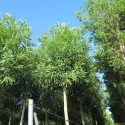 Oleander Als Boom (Nerium Oleander) -Aanbiedingen Bloem Land Winkel nerium stam 2