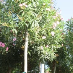 Oleander Als Boom (Nerium Oleander) -Aanbiedingen Bloem Land Winkel nerium stam 3