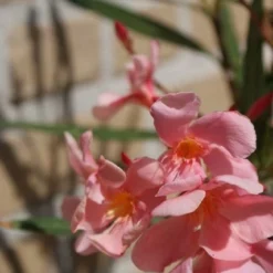 Roze Oleander (Nerium Oleander) -Aanbiedingen Bloem Land Winkel oleander 5
