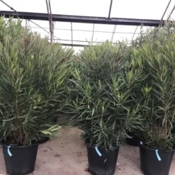 Smalbladige Oleander (Nerium Oleander 'Papa Gambetta') -Aanbiedingen Bloem Land Winkel oleanderpapagambetta 1