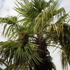 Winterharde Palm (Trachycarpus Fortunei) -Aanbiedingen Bloem Land Winkel palm 3