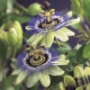 Passiebloem (Passiflora Caerulea) -Aanbiedingen Bloem Land Winkel passiflora caerulea 2