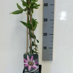 Passiebloem (Passiflora 'Victoria') 7 Passiebloem (Passiflora 'Victoria') -Aanbiedingen Bloem Land Winkel passiflora victoria 50 60 c2