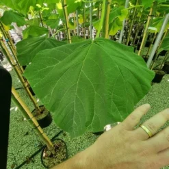 Anna Paulownaboom (Paulownia Fortunei 'Fast Blue') -Aanbiedingen Bloem Land Winkel paulownia fortunei fast blue 3 1
