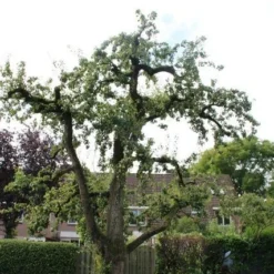 Wilde Perenboom (Pyrus Communis) 19 Wilde Perenboom (Pyrus Communis) -Aanbiedingen Bloem Land Winkel perenboom