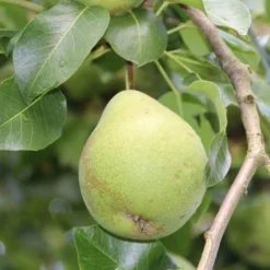 Wilde Perenboom (Pyrus Communis) 20 Wilde Perenboom (Pyrus Communis) -Aanbiedingen Bloem Land Winkel perenboom 1