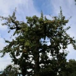 Wilde Perenboom (Pyrus Communis) 24 Wilde Perenboom (Pyrus Communis) -Aanbiedingen Bloem Land Winkel perenboom 4