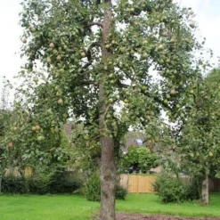 Wilde Perenboom (Pyrus Communis) 25 Wilde Perenboom (Pyrus Communis) -Aanbiedingen Bloem Land Winkel perenboom 6