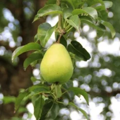 Wilde Perenboom (Pyrus Communis) 22 Wilde Perenboom (Pyrus Communis) -Aanbiedingen Bloem Land Winkel perenboom 7