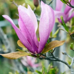 Meerstammige Beverboom (Magnolia 'Susan') 7 Meerstammige Beverboom (Magnolia 'Susan') -Aanbiedingen Bloem Land Winkel phbe06930