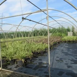 Nieuw Zeelands Vlas (Phormium Tenax) -Aanbiedingen Bloem Land Winkel phormium 2