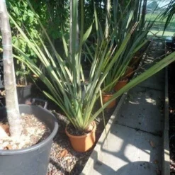 Nieuw Zeelands Vlas (Phormium Tenax) -Aanbiedingen Bloem Land Winkel phormium tenax c7